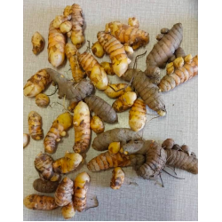 Turmeric, Fresh ±150g